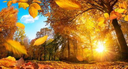 Leaf Peeping e Respiro nel bosco nel Parco Nazionale delle Foreste Casentinesi